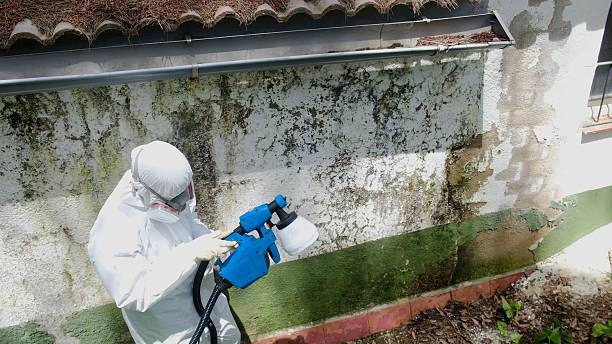 Top rated local Mold Remediation specialists in Spring, TX